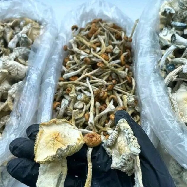 Lion Mane's Mushroom