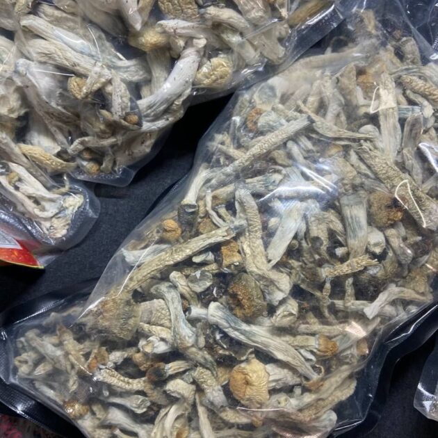 Lion Mane's Mushroom - Image 2