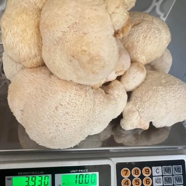 Lion Mane's Mushroom
