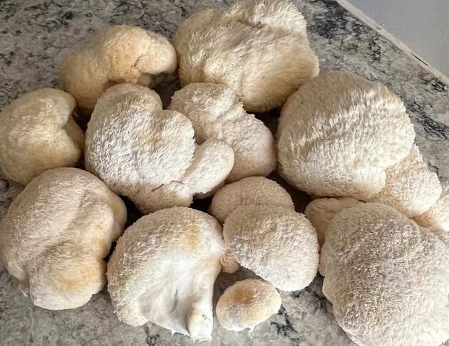 Lion Mane's Mushroom - Image 2